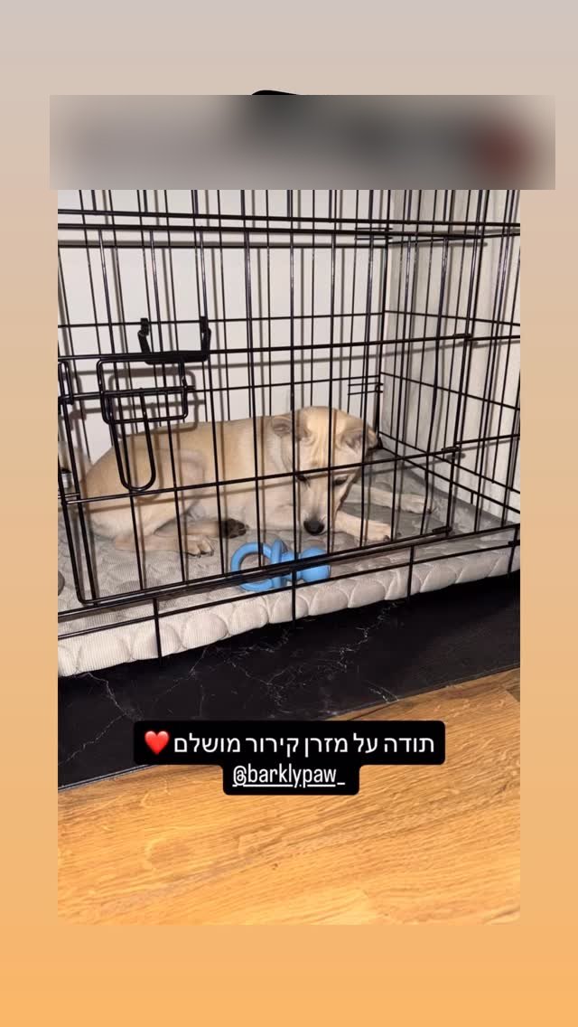 כלב שוכב על מזרן הקירור האפור בתוך הכלוב שלו, מתוך סטורי של לקוחה