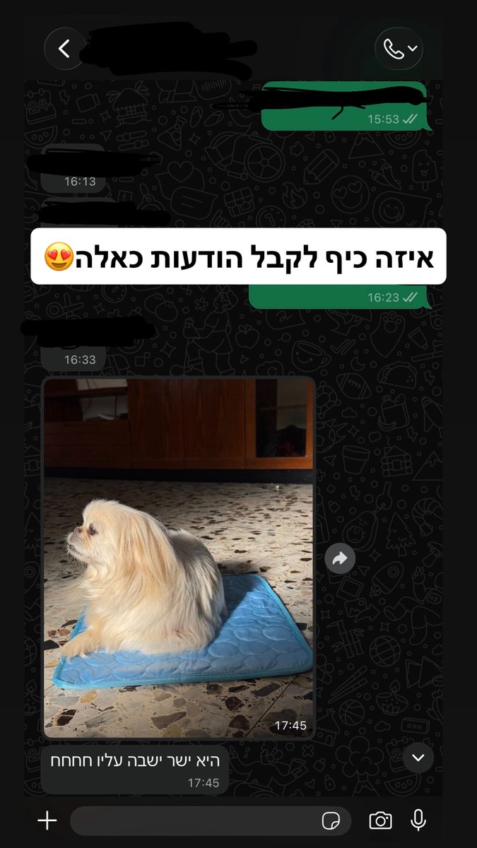 הודעת וואטסאפ מלקוחה עם תמונה של כלבה שוכבת על מזרן הקירור הכחול